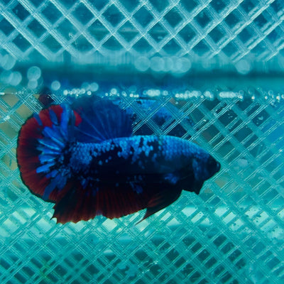 Plakat Avatar Nebula Male Betta 088 Male betta