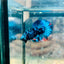 Plakat Avatar Nebula Male Betta 096 Male betta