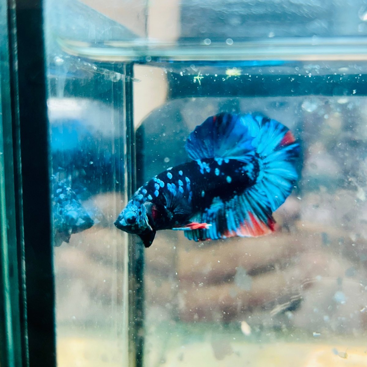 Plakat Avatar Nebula Male Betta 096 Male betta