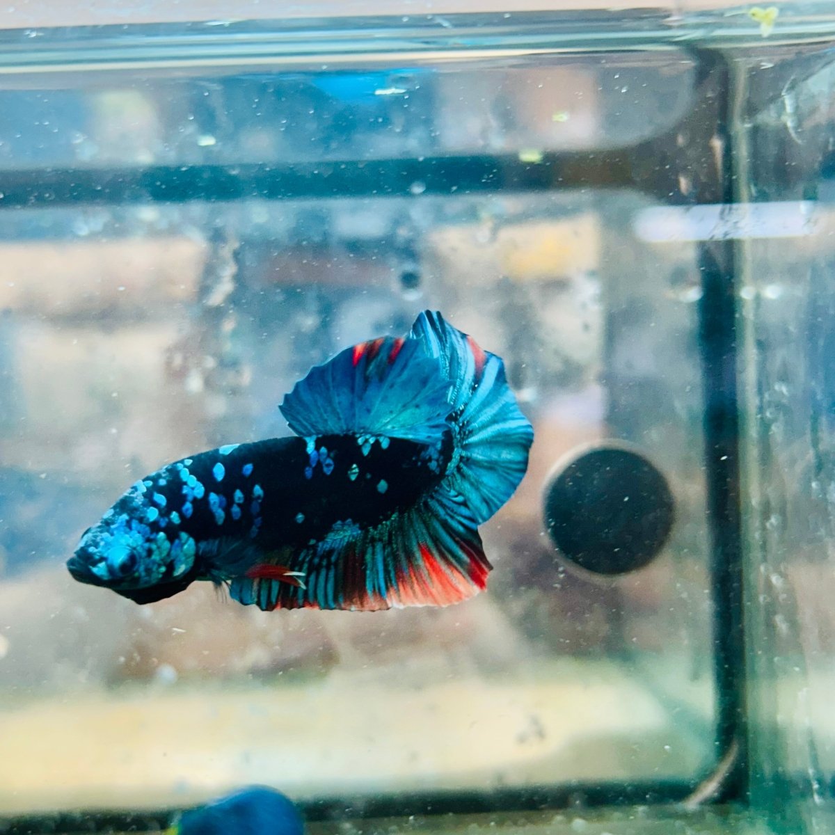 Plakat Avatar Nebula Male Betta 096 Male betta