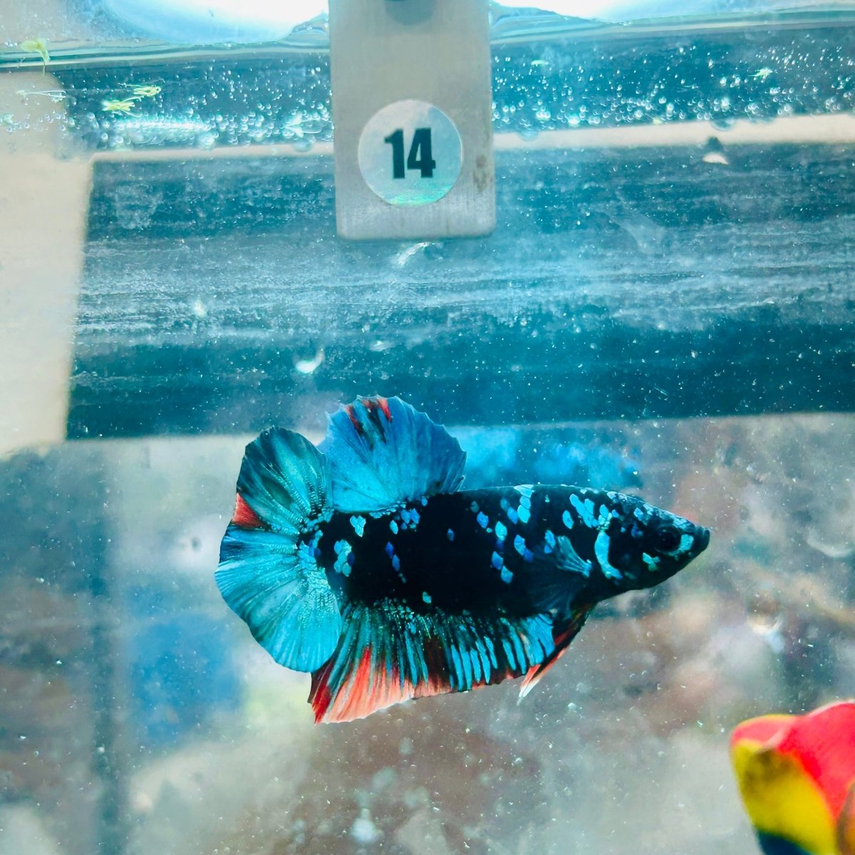 Plakat Avatar Nebula Male Betta 096 Male betta