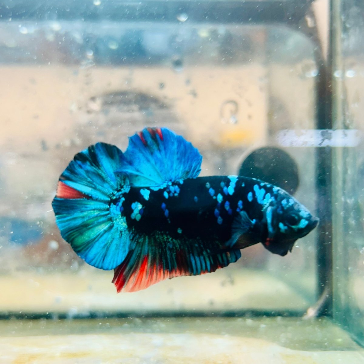 Plakat Avatar Nebula Male Betta #096