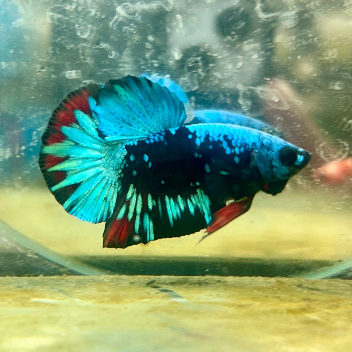 Plakat Avatar Nebula Male Betta 110