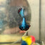 Plakat Avatar Nebula Male Betta 110