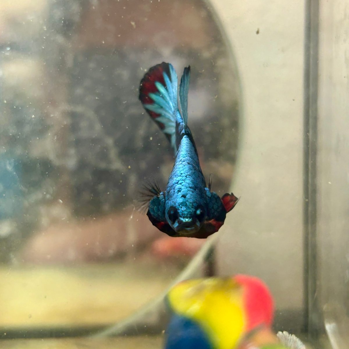 Plakat Avatar Nebula Male Betta 110