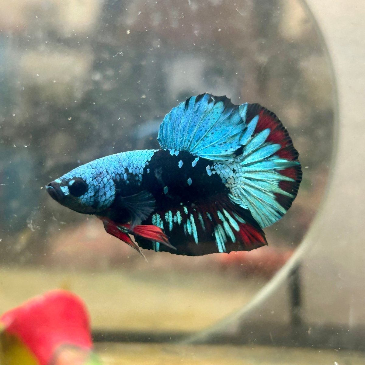 Plakat Avatar Nebula Male Betta 110