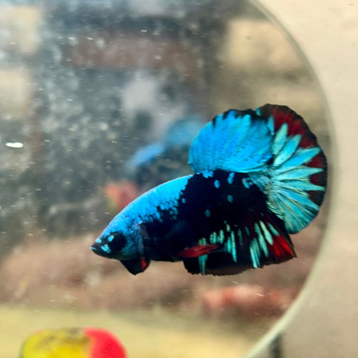 Plakat Avatar Nebula Male Betta 110