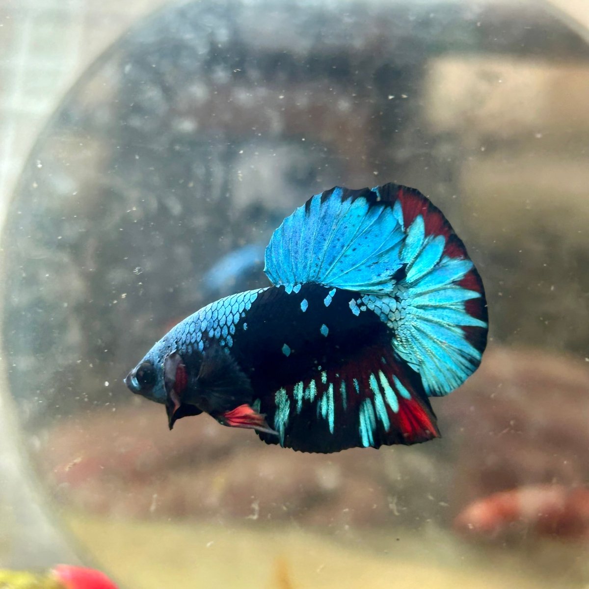 Plakat Avatar Nebula Male Betta 110