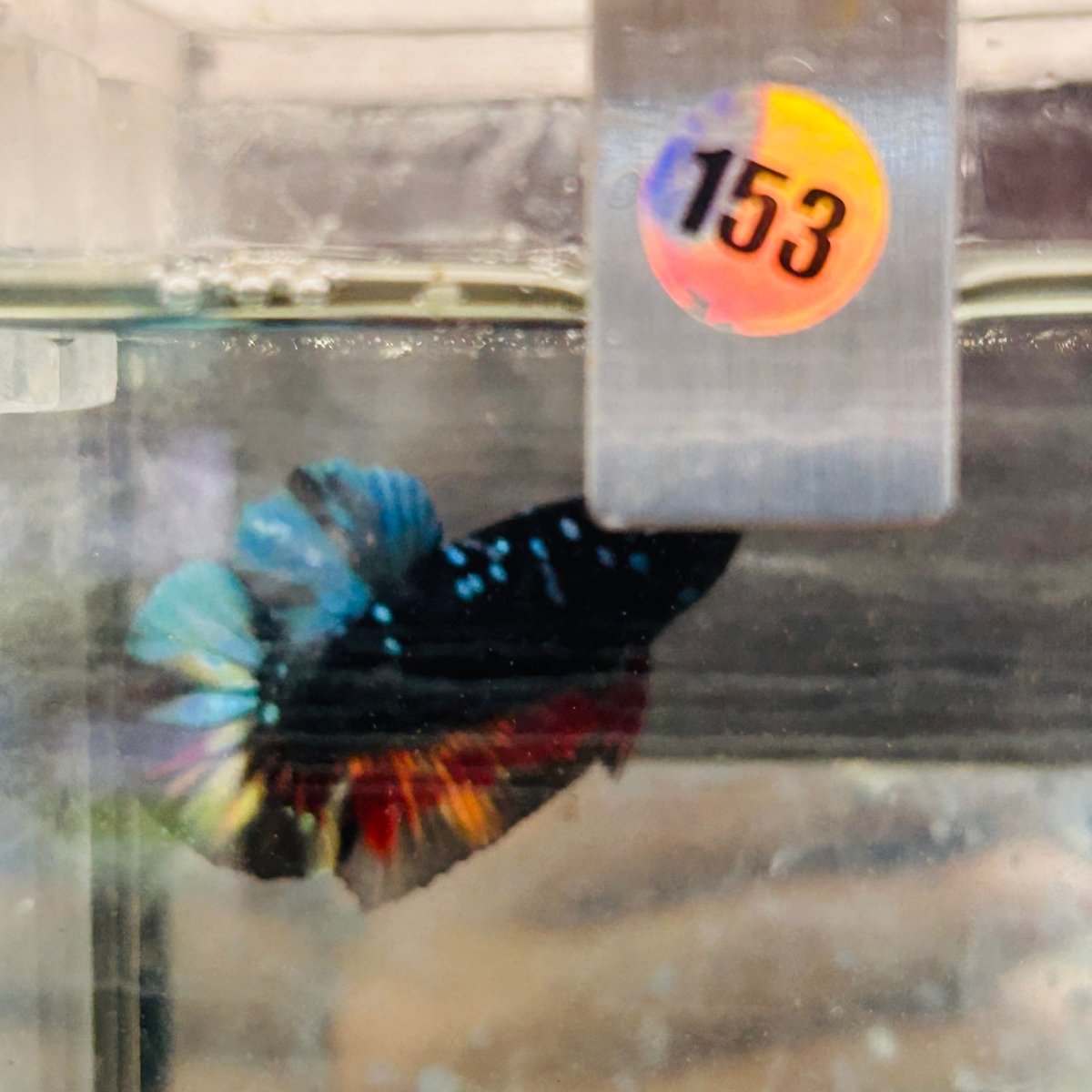 Plakat Avatar Nebula Male Betta #153