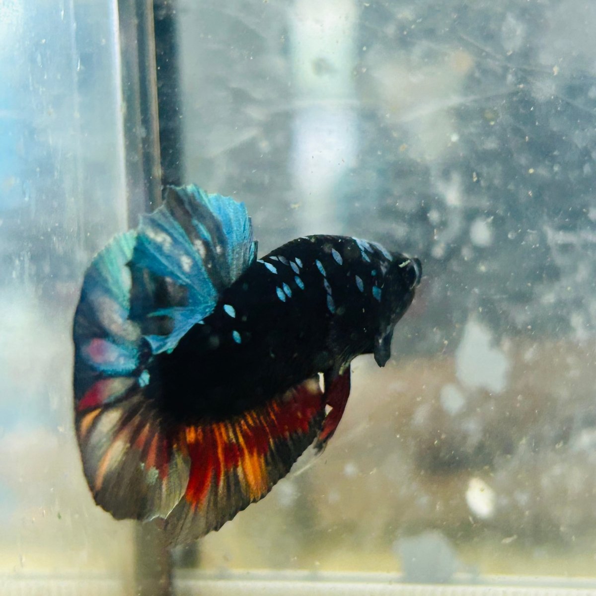 Plakat Avatar Nebula Male Betta #153