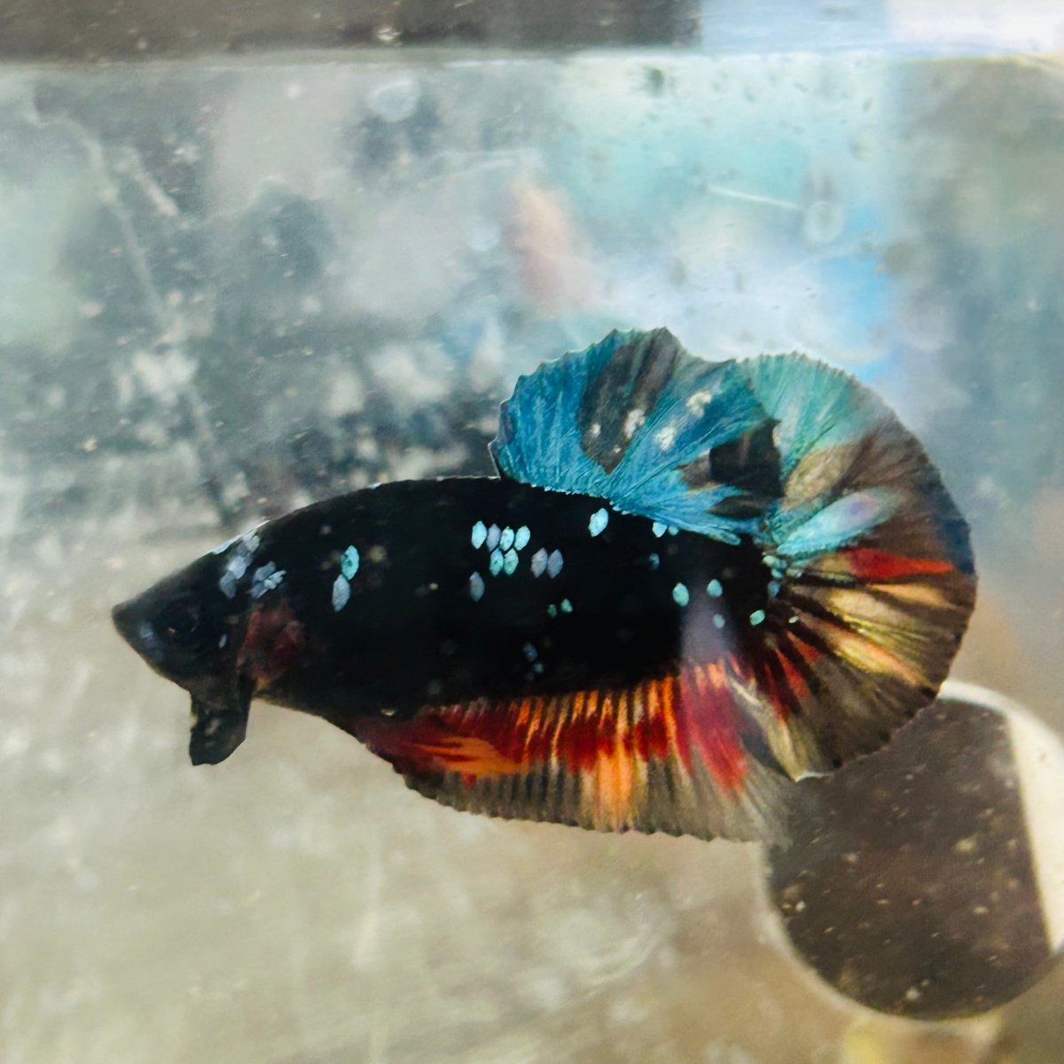 Plakat Avatar Nebula Male Betta #153