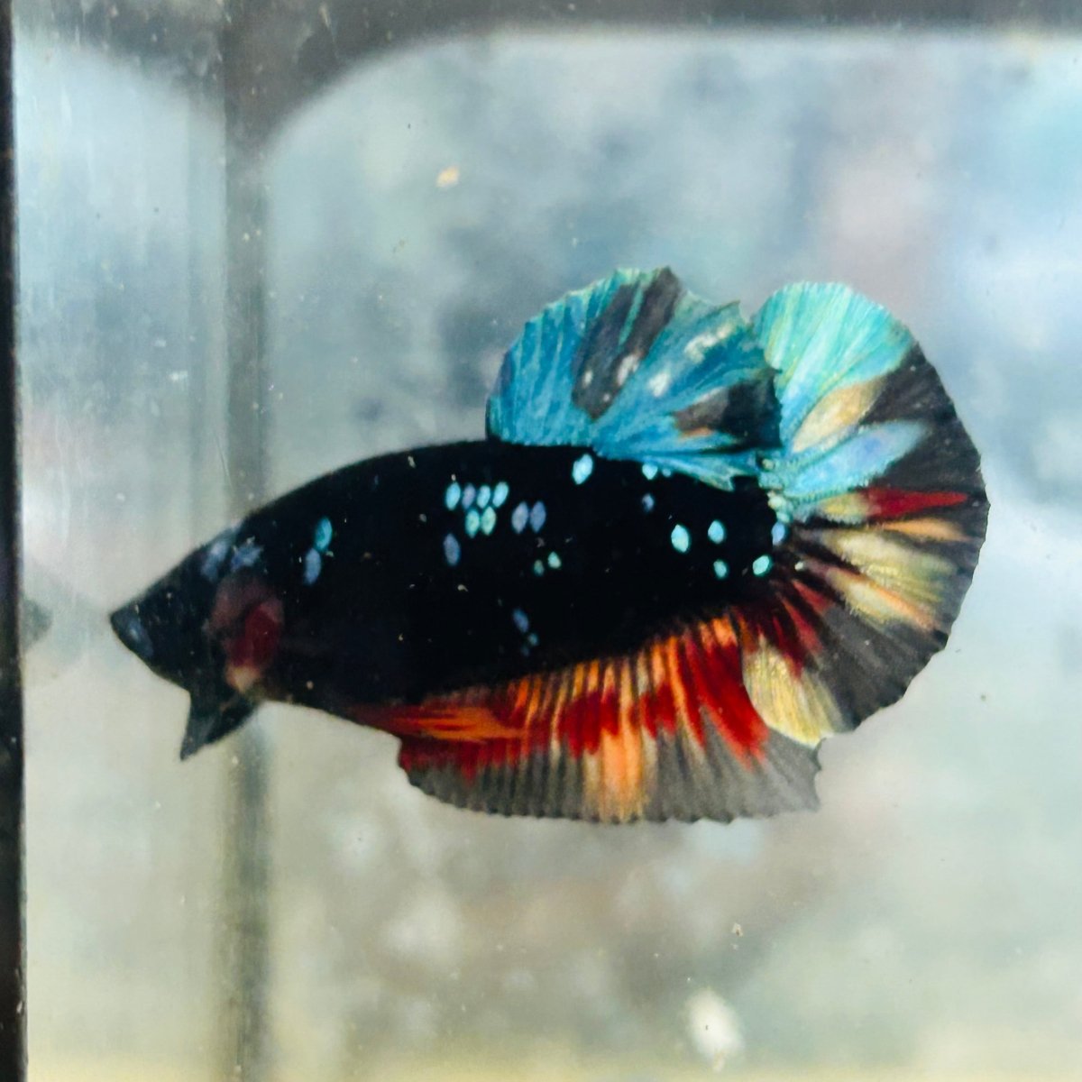 Plakat Avatar Nebula Male Betta #153