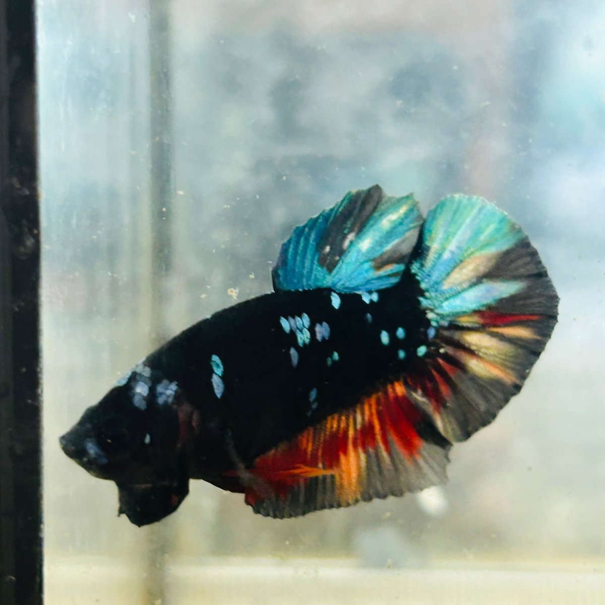 Plakat Avatar Nebula Male Betta #153