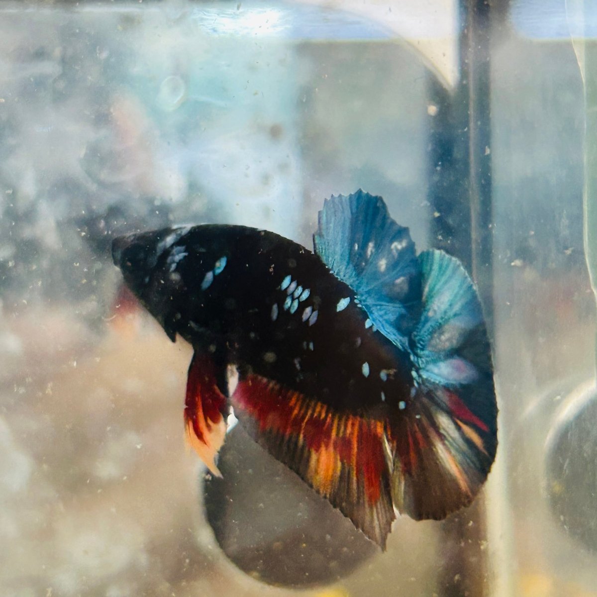 Plakat Avatar Nebula Male Betta #153