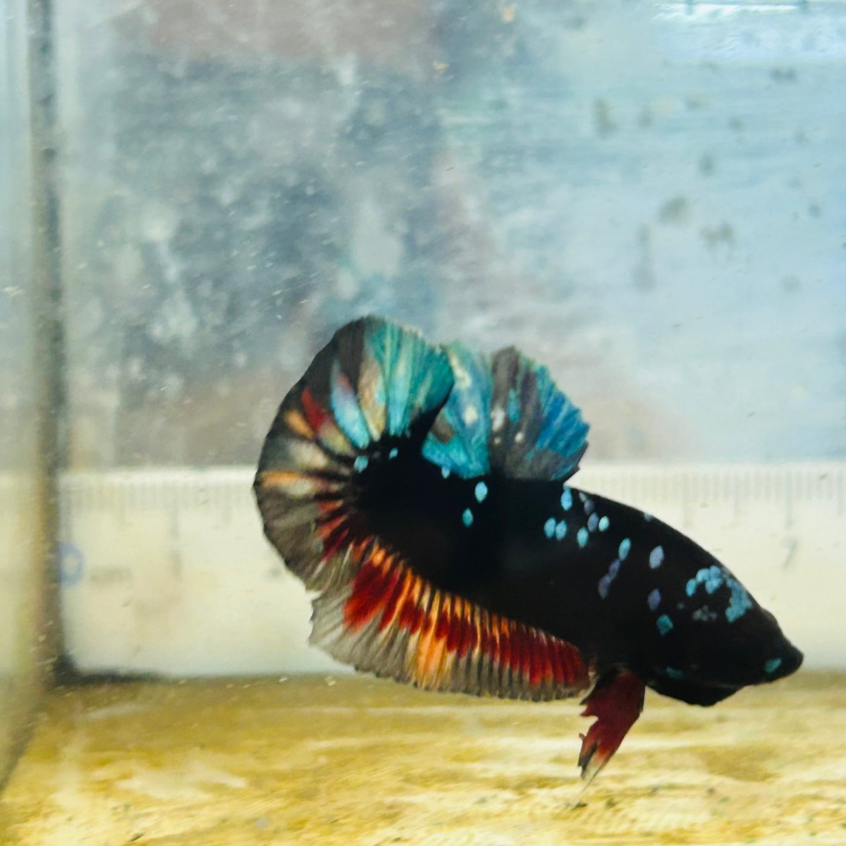 Plakat Avatar Nebula Male Betta #153