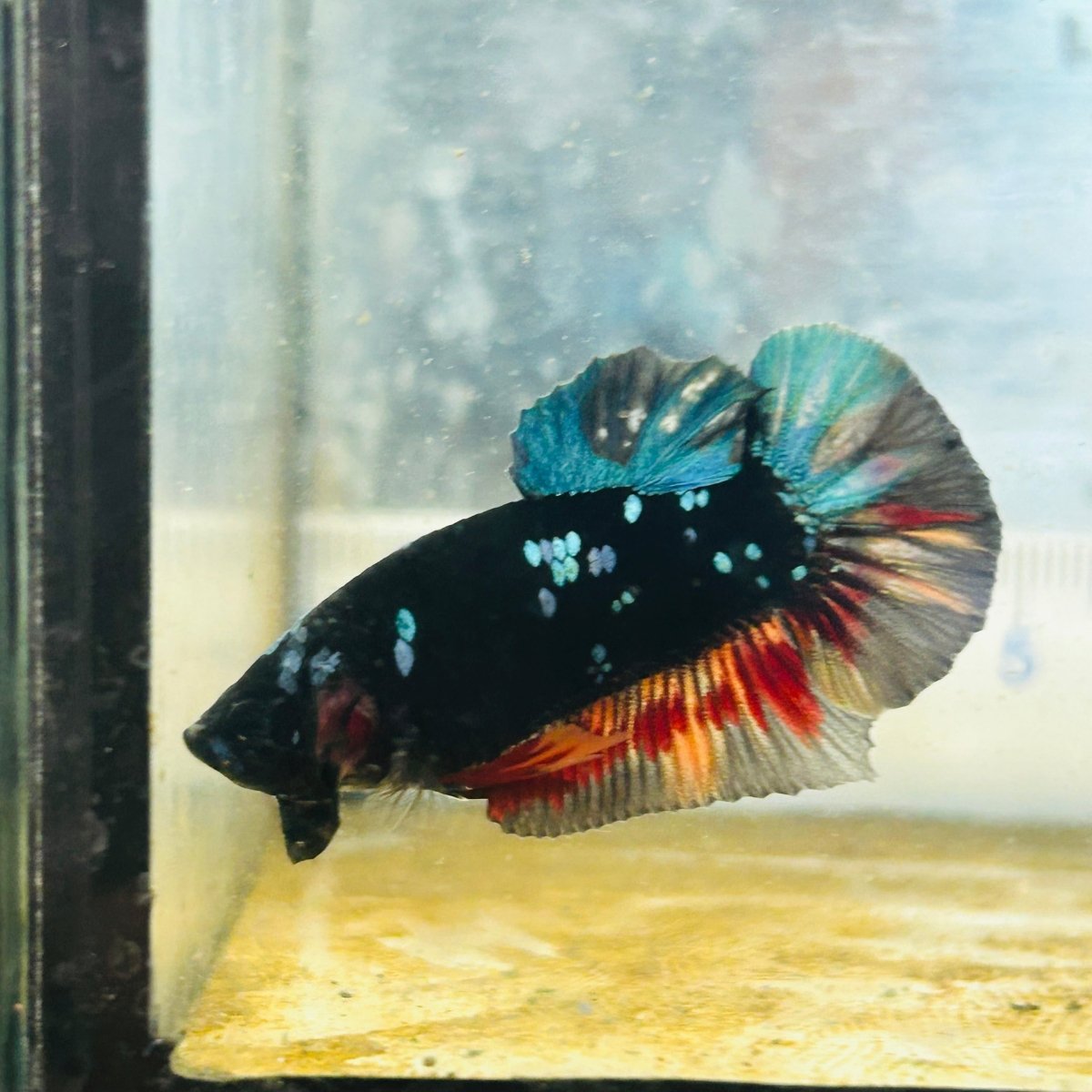 Plakat Avatar Nebula Male Betta #153