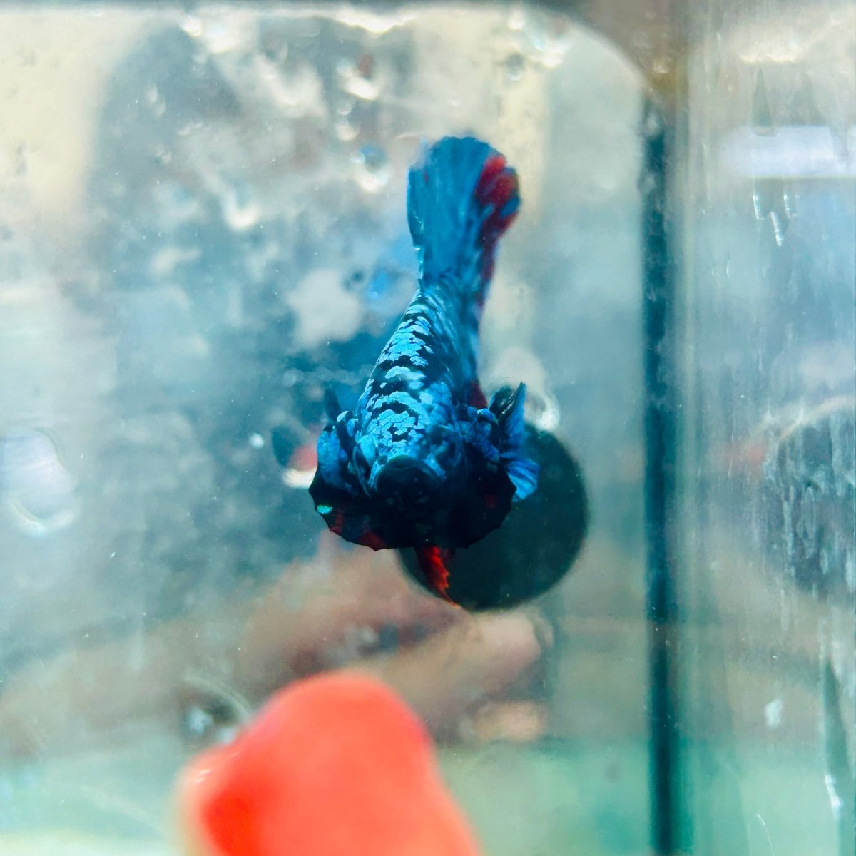 Plakat Avatar Nebula Male Betta 160 Live Betta Fish Male betta