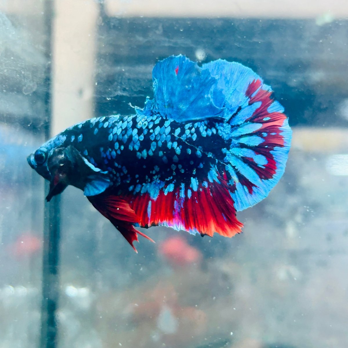 Plakat Avatar Nebula Male Betta 160 Live Betta Fish Male betta