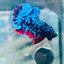 Plakat Avatar Nebula Male Betta 160 Live Betta Fish Male betta