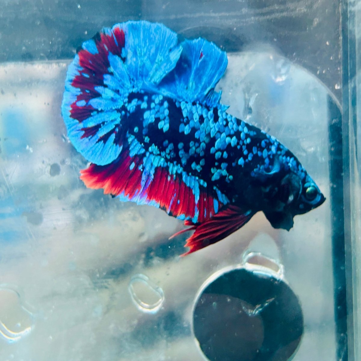 Plakat Avatar Nebula Male Betta 160 Live Betta Fish Male betta
