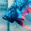 Plakat Avatar Nebula Male Betta 160 Live Betta Fish Male betta