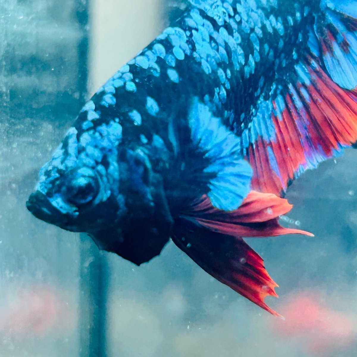 Plakat Avatar Nebula Male Betta 160 Live Betta Fish Male betta