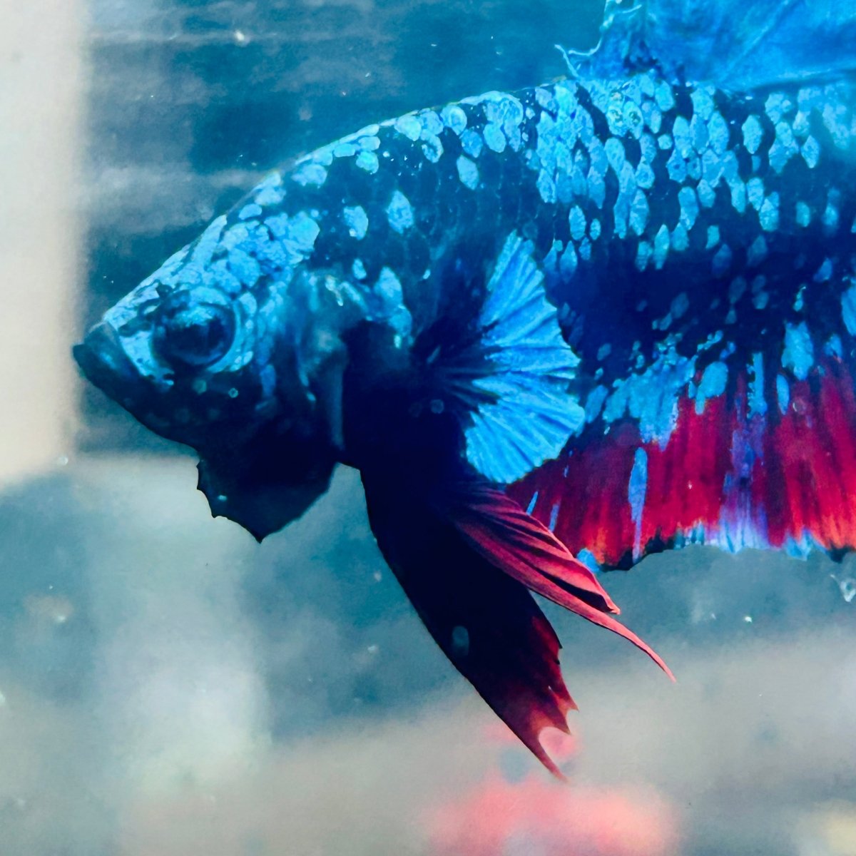 Plakat Avatar Nebula Male Betta #160