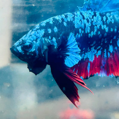 Plakat Avatar Nebula Male Betta 160 Live Betta Fish Male betta