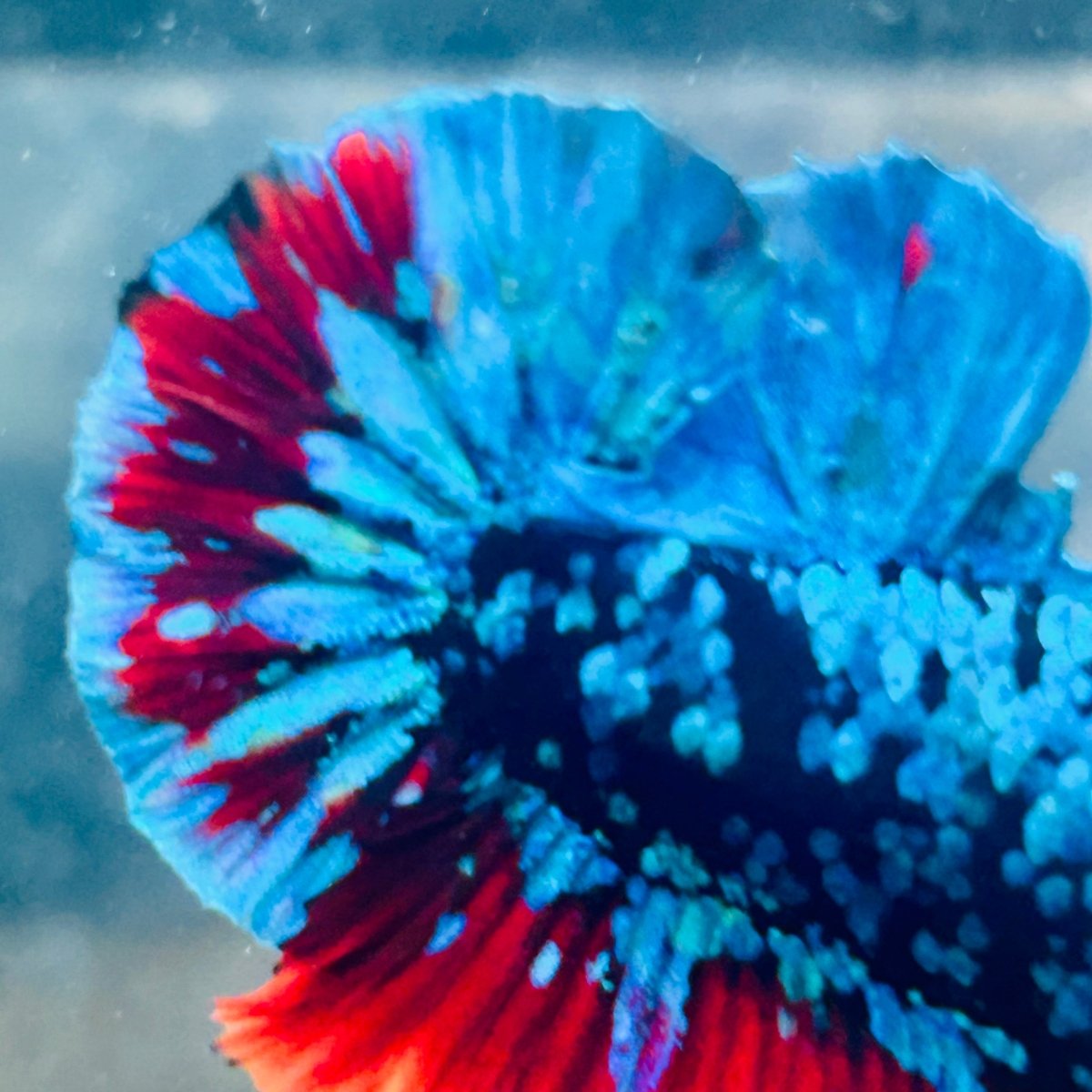 Plakat Avatar Nebula Male Betta #160