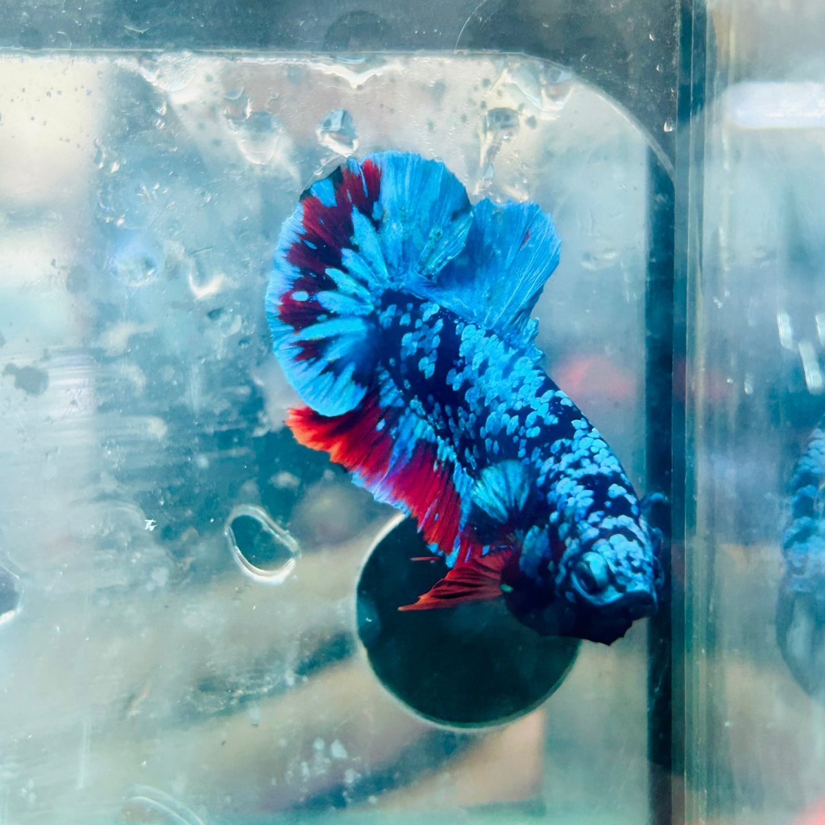 Plakat Avatar Nebula Male Betta #160