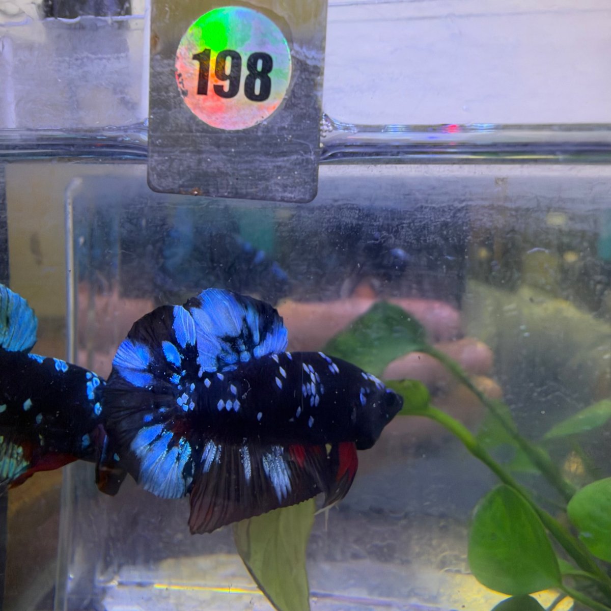 Plakat Avatar Nebula Male Betta #198