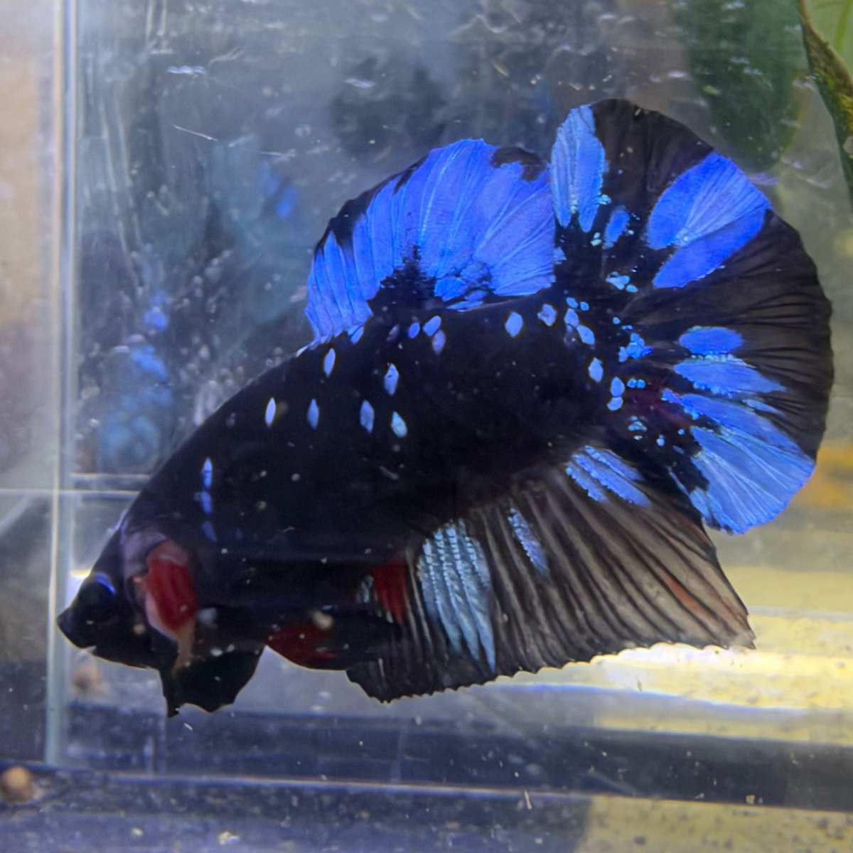 Plakat Avatar Nebula Male Betta #198