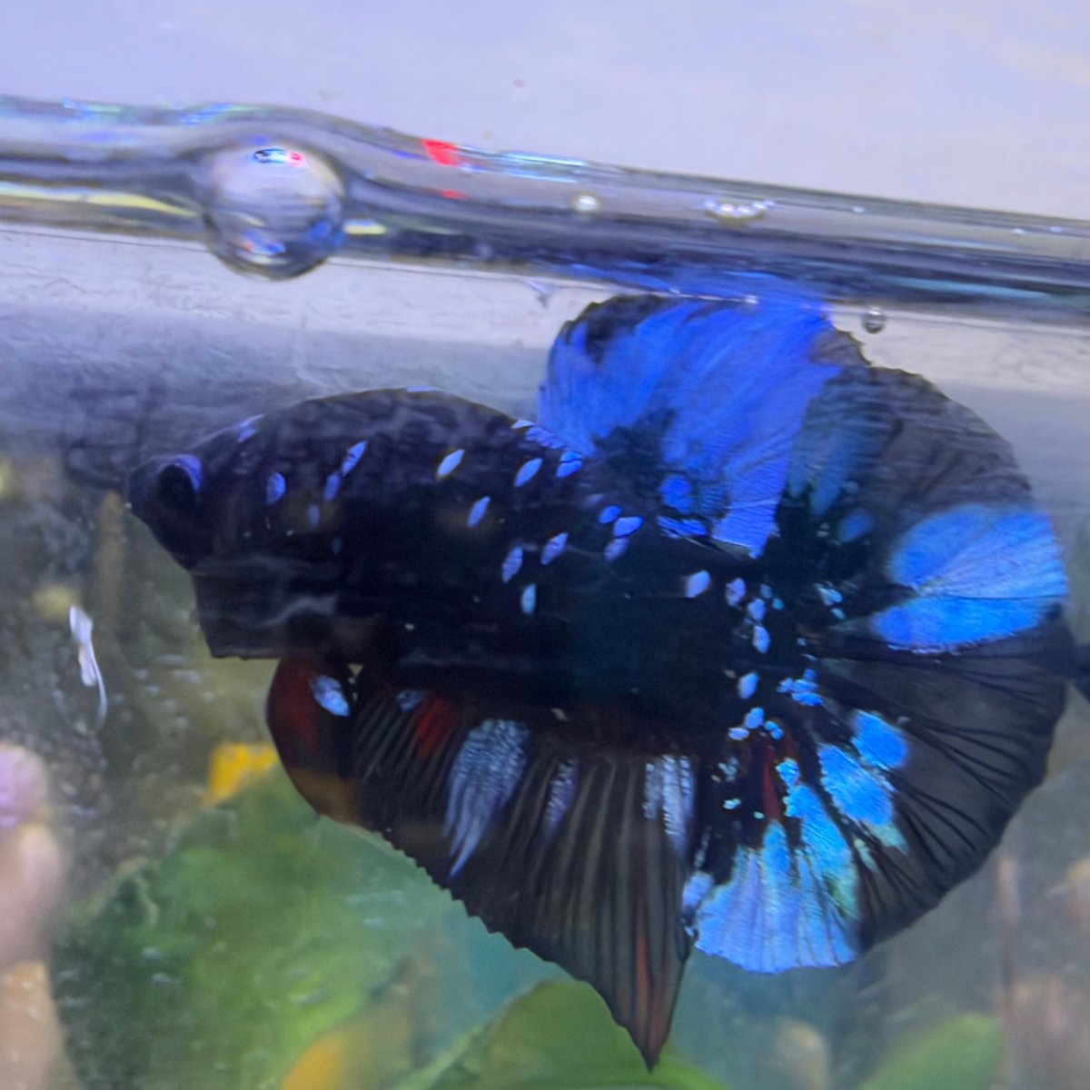 Plakat Avatar Nebula Male Betta #198