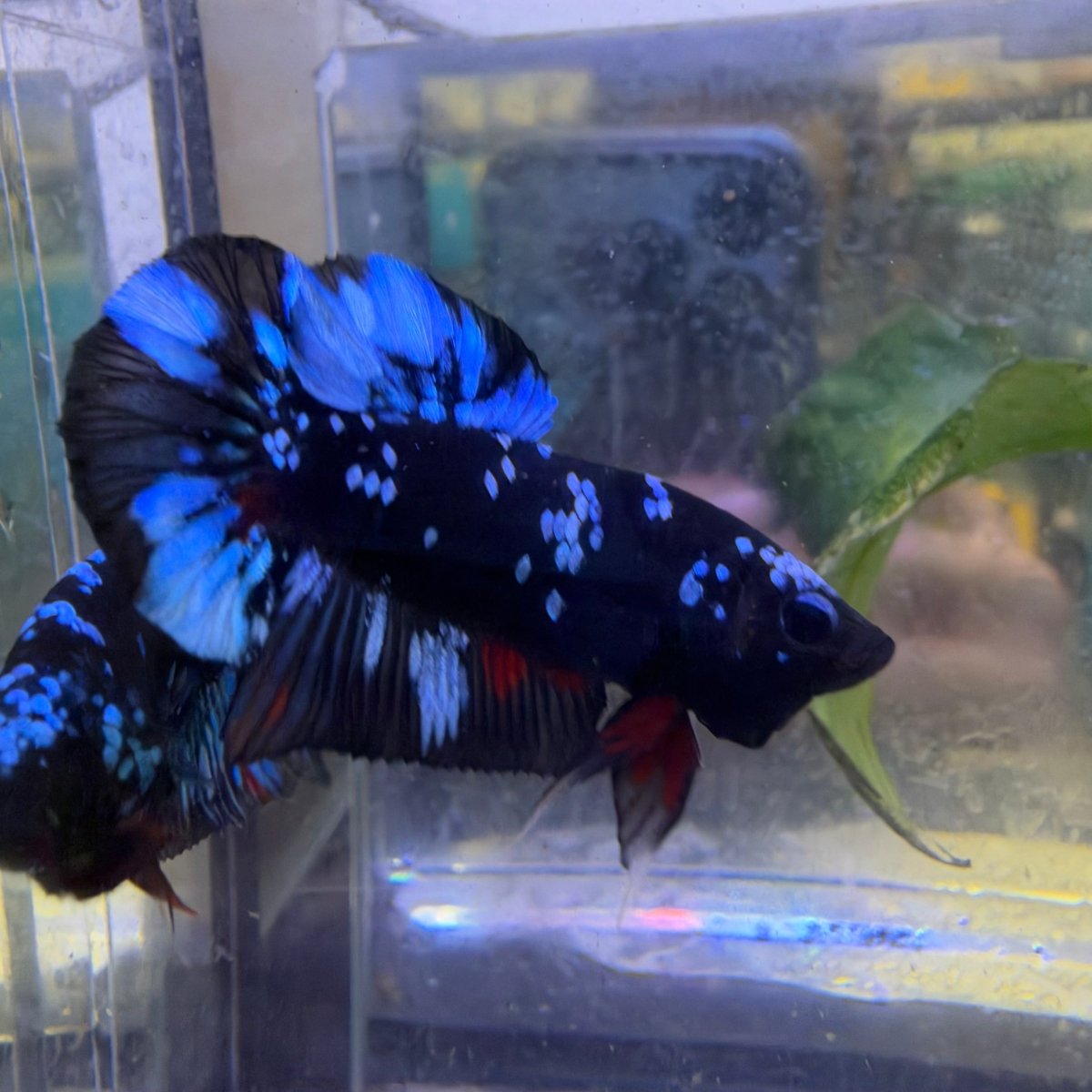 Plakat Avatar Nebula Male Betta #198