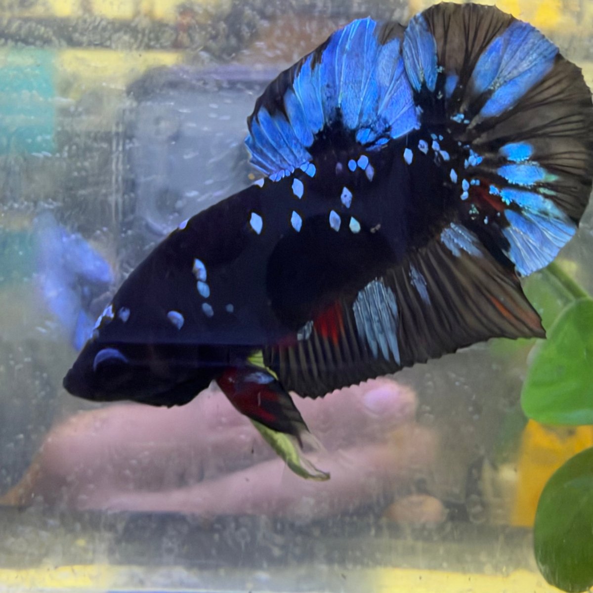 Plakat Avatar Nebula Male Betta #198