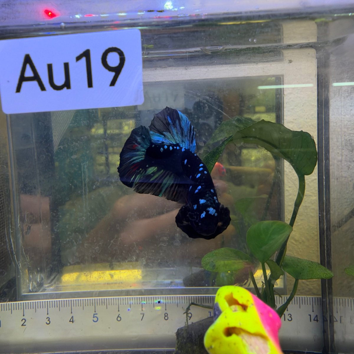 Plakat Avatar Nebula - Male Betta #Au19