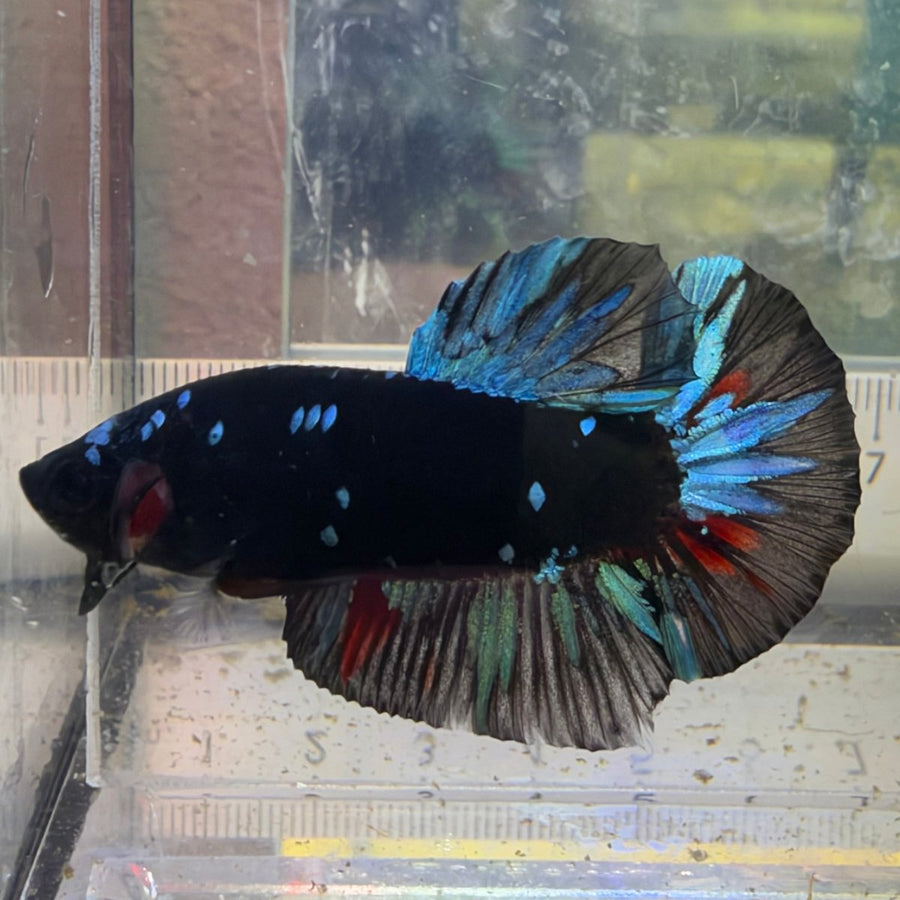 Plakat Avatar Nebula - Male Betta #Au19 Live Betta Fish Male betta