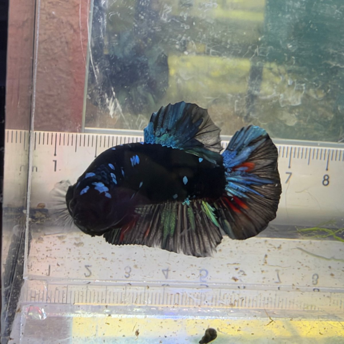 Plakat Avatar Nebula - Male Betta #Au19