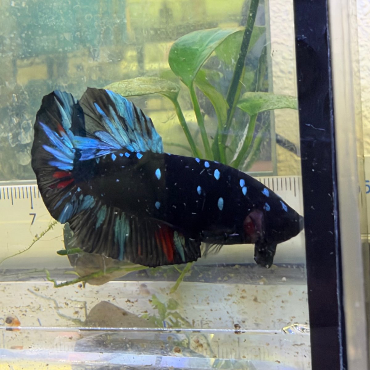 Plakat Avatar Nebula - Male Betta #Au19