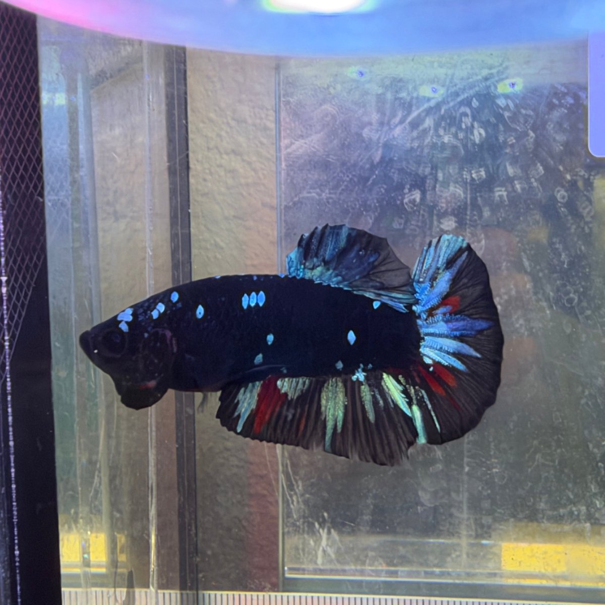 Plakat Avatar Nebula - Male Betta #Au19
