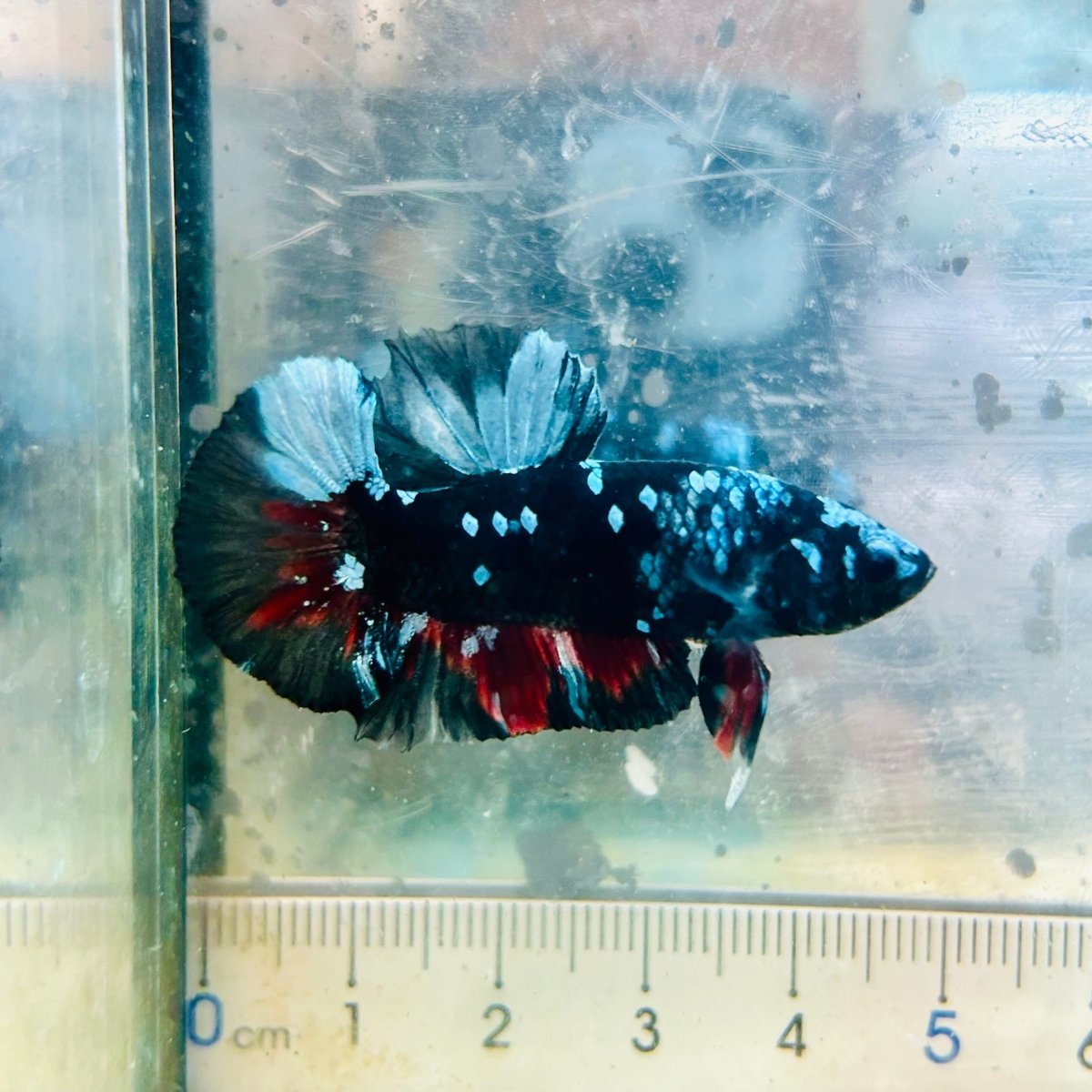 Betta Plakat Avatar Nebula Macho #Au29