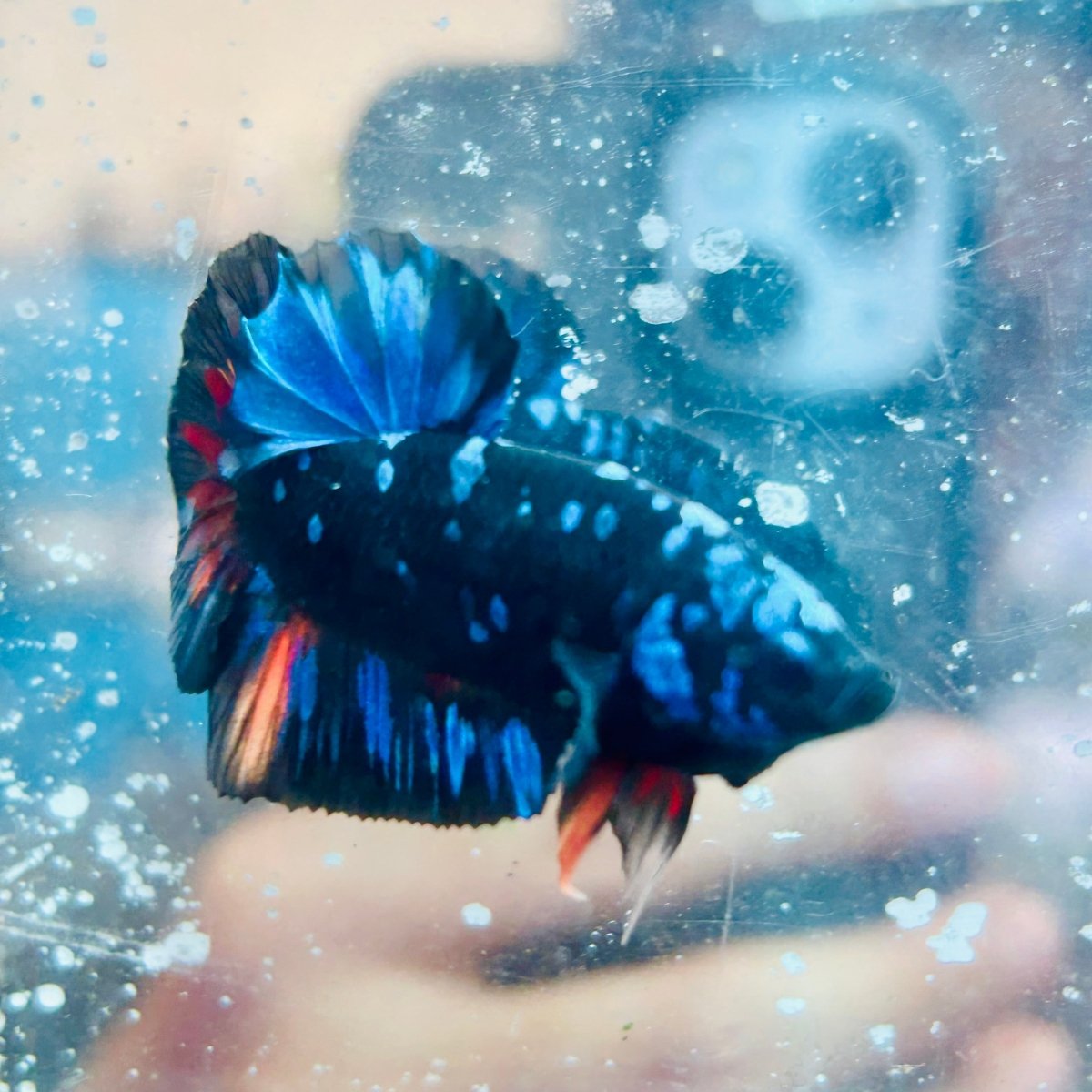 Plakat Avatar Nebula - Male Betta #Au60