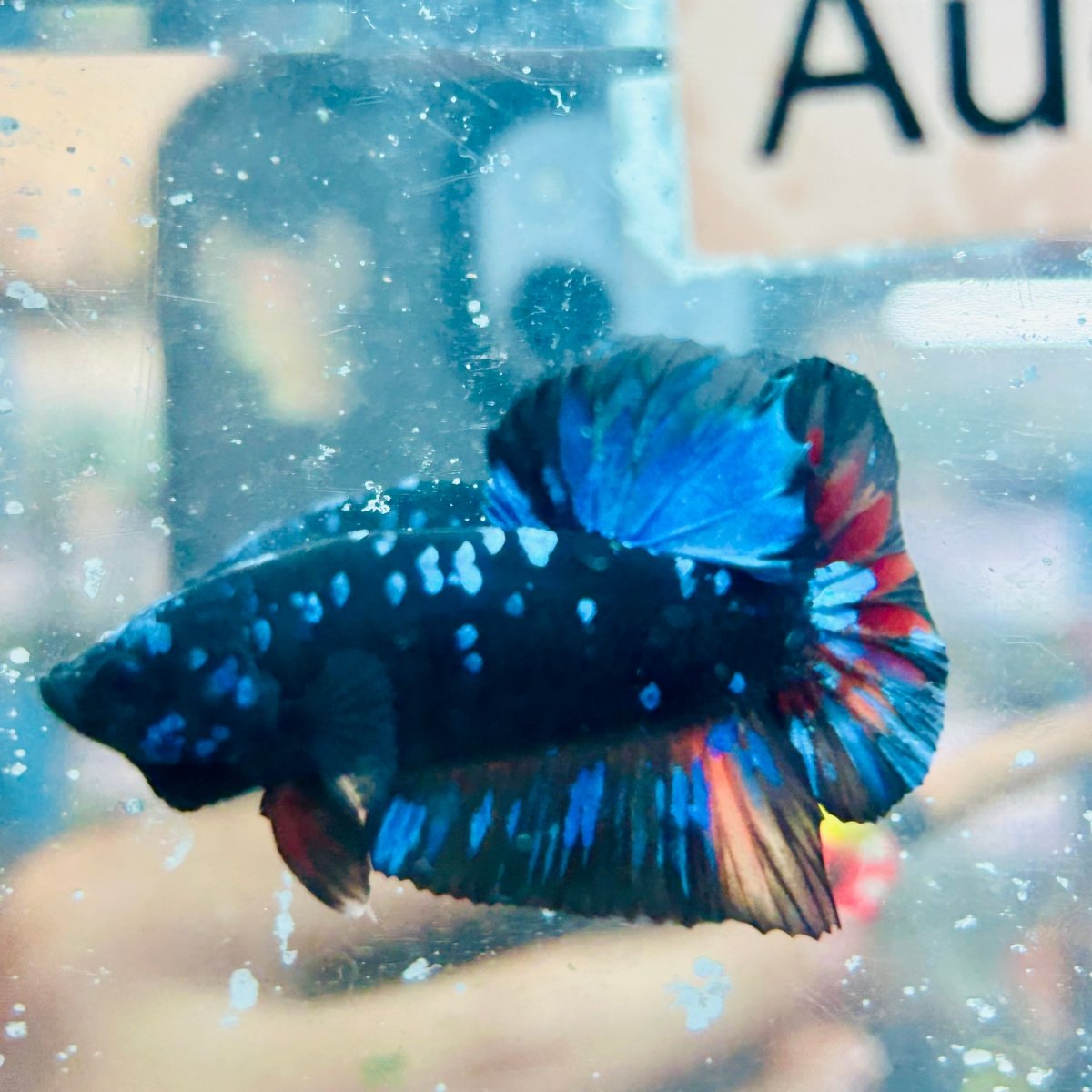 Plakat Avatar Nebula - Male Betta #Au60