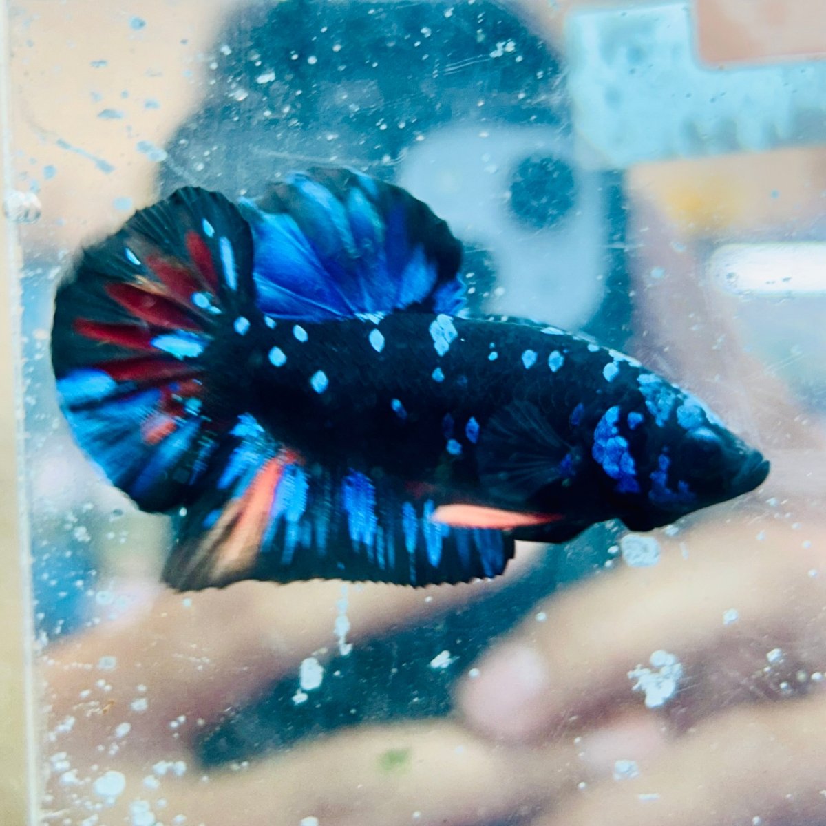 Plakat Avatar Nebula - Male Betta #Au60