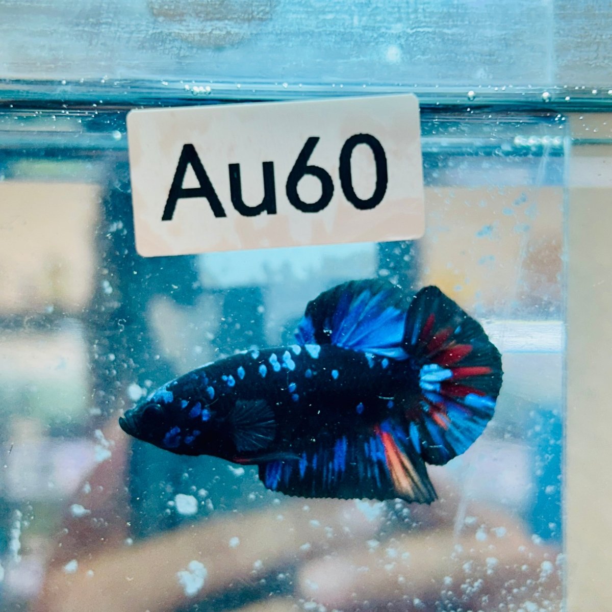 Plakat Avatar Nebula - Male Betta #Au60