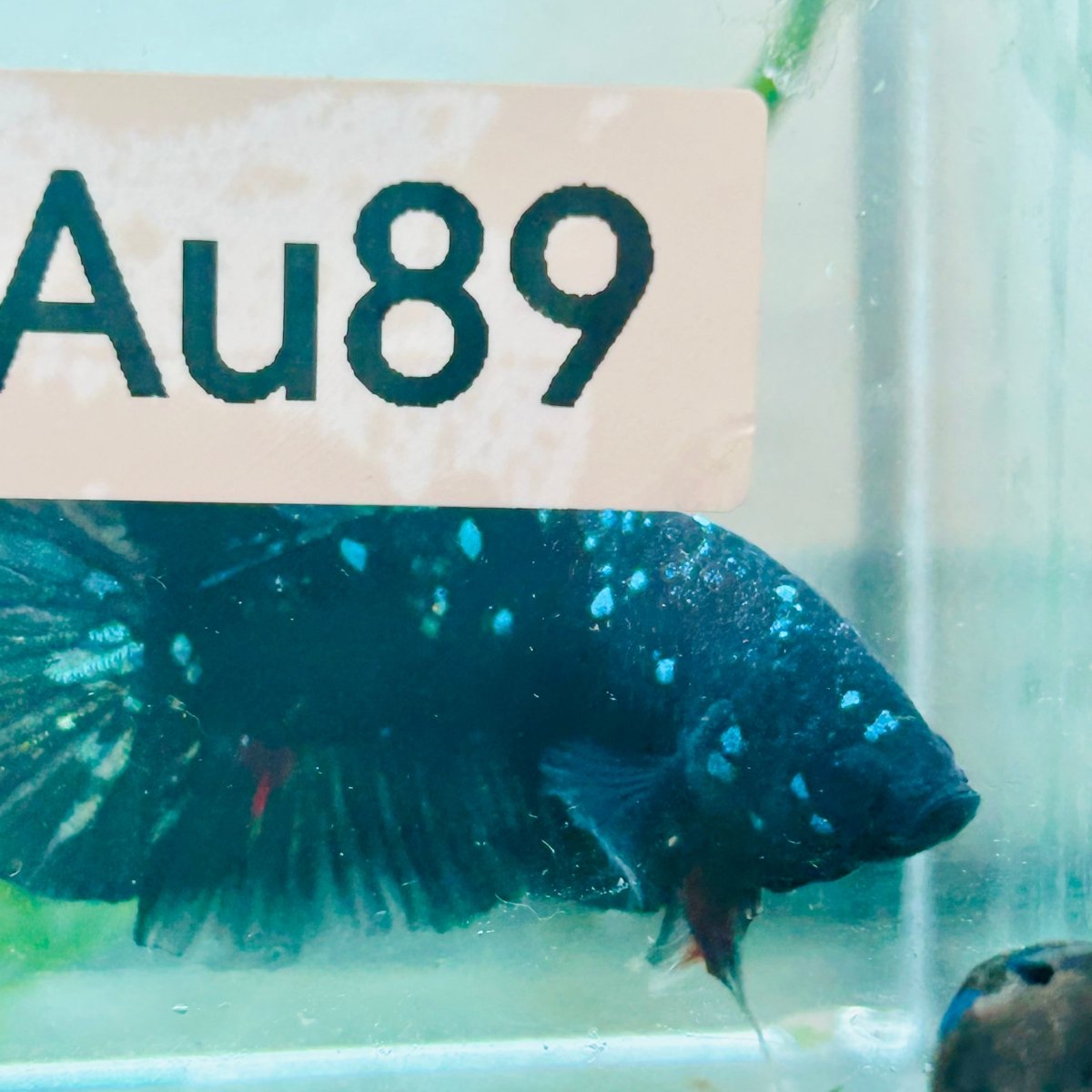Plakat Avatar Nebula Male Betta #Au89