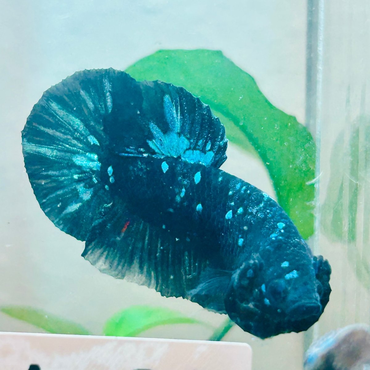 Plakat Avatar Nebula Male Betta #Au89