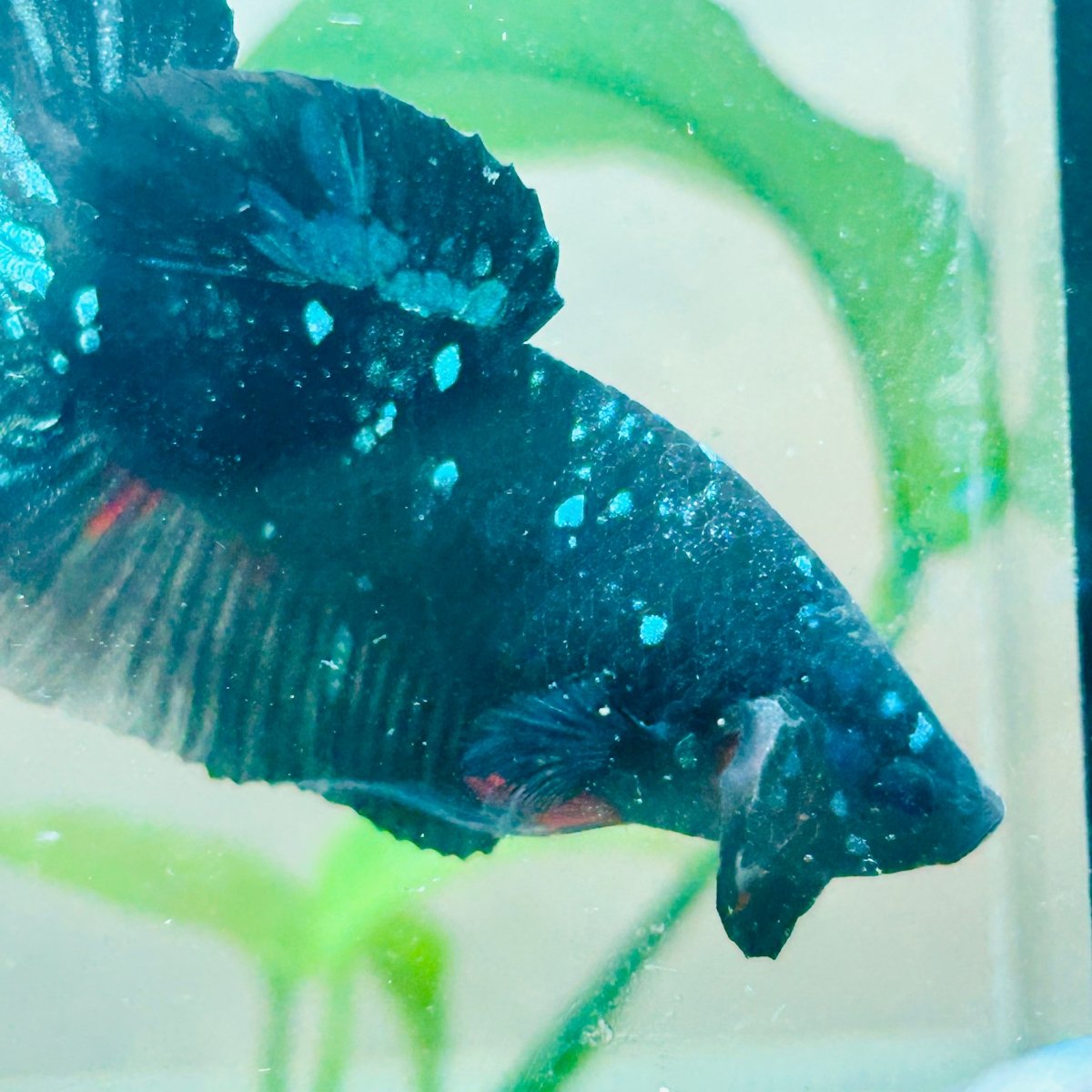 Plakat Avatar Nebula Male Betta #Au89