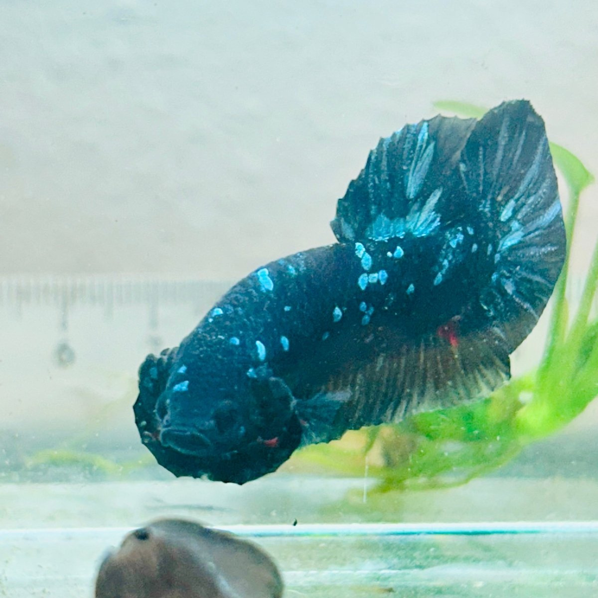 Plakat Avatar Nebula Male Betta #Au89