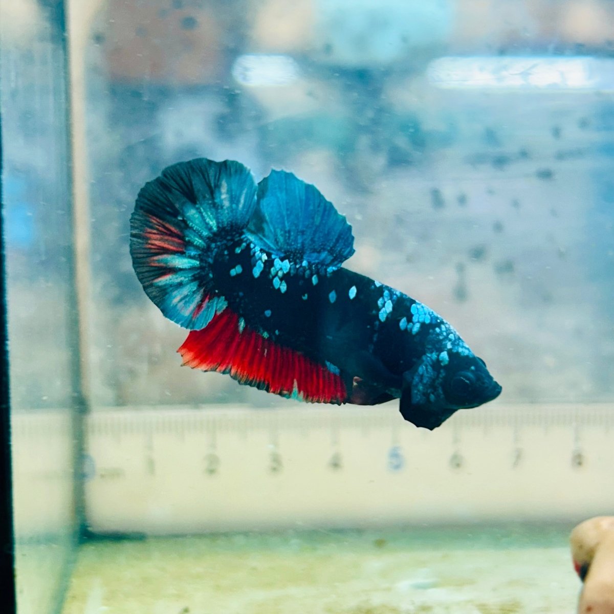 Plakat Avatar Nebula Male Betta Ju31 Male betta